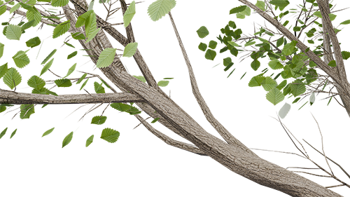 Tree Trimming